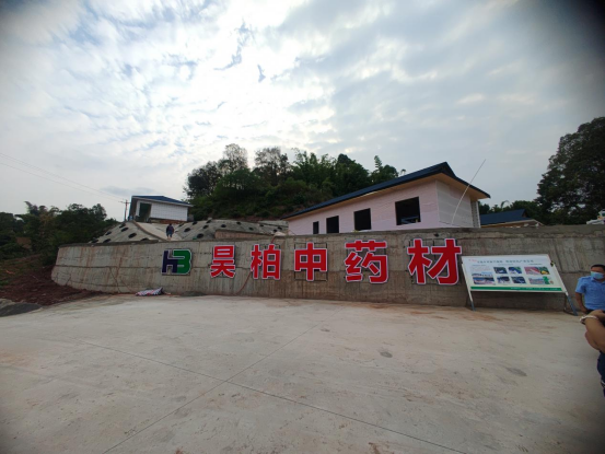 區(qū)領(lǐng)導視察中藥材加工及種植基地